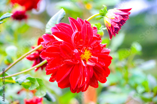 red dahlia flower