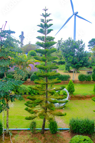 garden in the garden