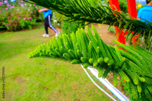 christmas tree and decorations