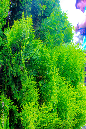 grass and leaves