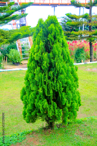 trees in the park