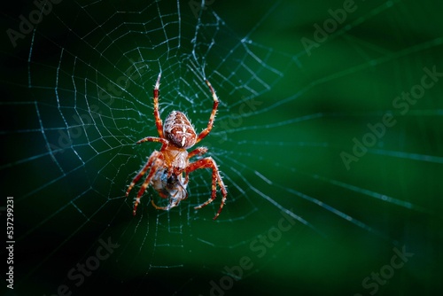 spider on a web on green background 
