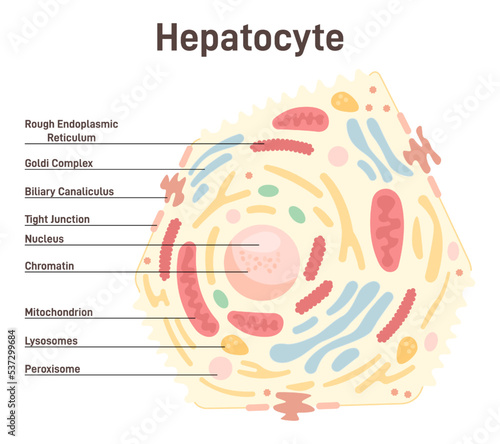 Human liver hepatocyte anatomy. Internal organ main parenchymal photo