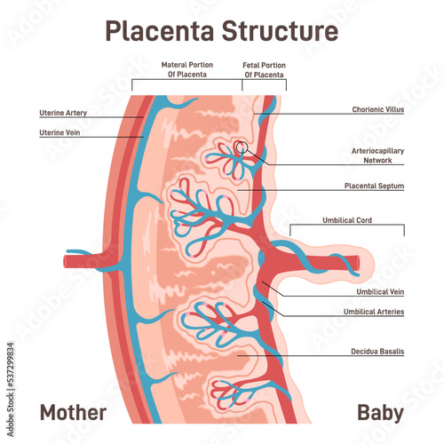 Placenta anatomy. Human fetus oxygen and nutrients supplying