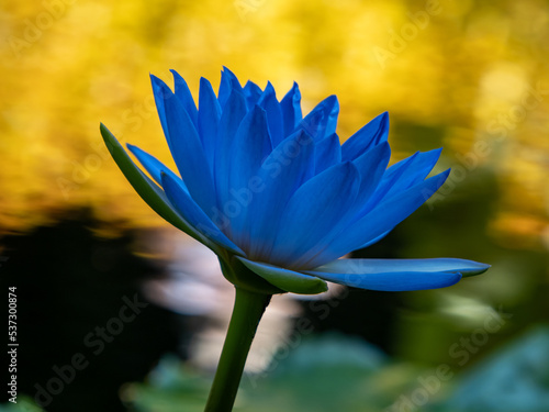 blue water lily in the garden photo