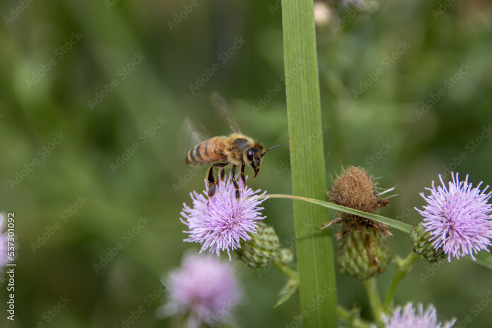 Bee on a flower Bee on a flower