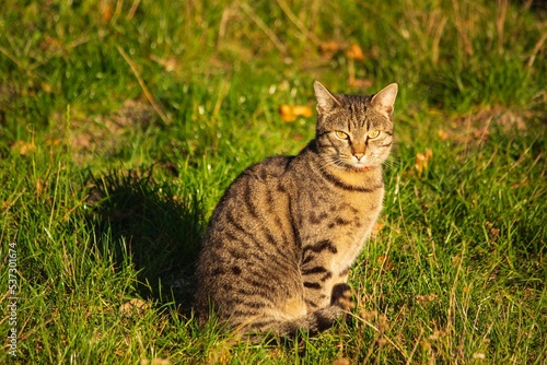 Portrait of a cat on an autumn walk