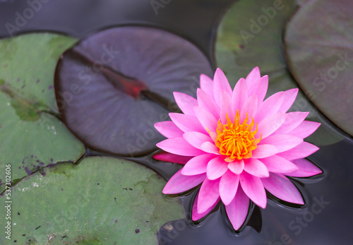 lotus flower is floating on the water