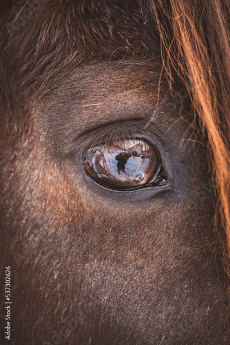 Auge   Pferd