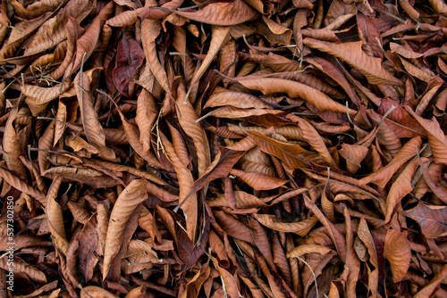 close up of brown dry leaf