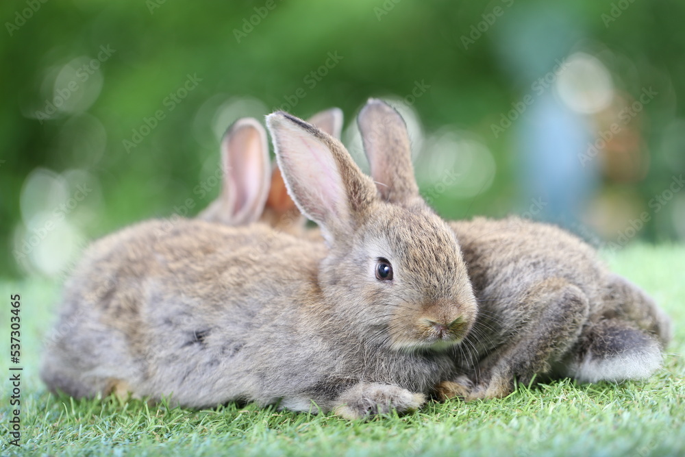 Cute little rabbit on green grass with natural bokeh as background during spring. Young adorable bunny playing in garden. Lovely pet at park Cute little rabbit on green grass with natural bokeh as background during spring. Young adorable bunny playing in garden. Lovely pet at park