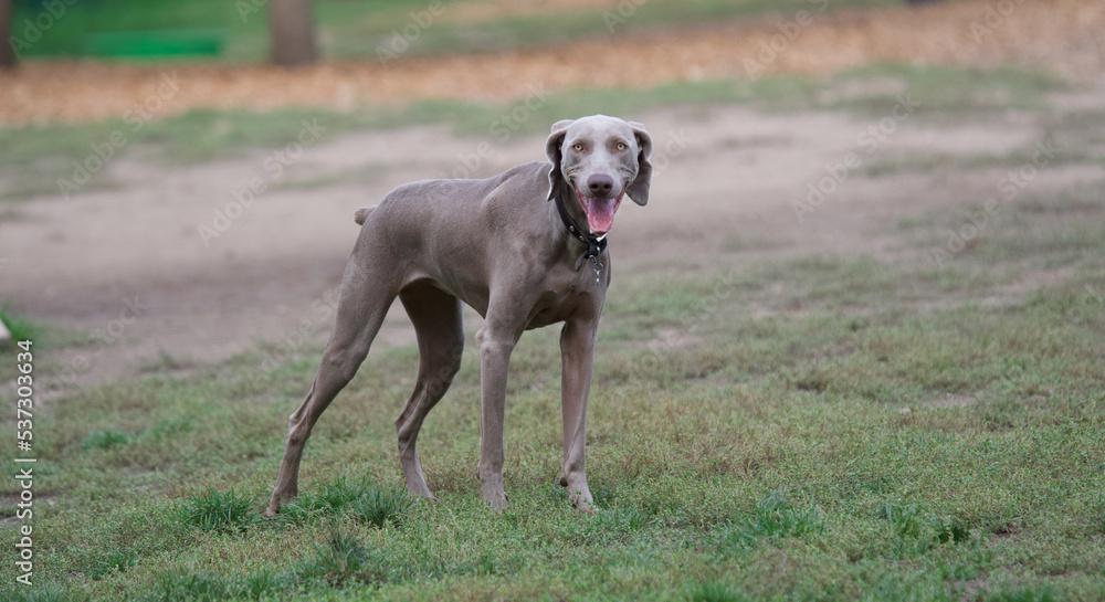 One beautiful and smiling Weimaraner dog in a french dog park looking at camera
