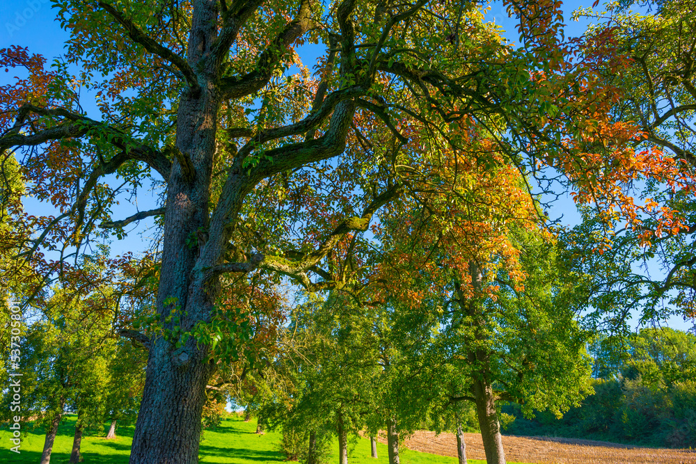 Naklejka premium Fields and trees in a green hilly grassy landscape under a blue sky in sunlight in autumn, Voeren, Limburg, Belgium, October, 2022