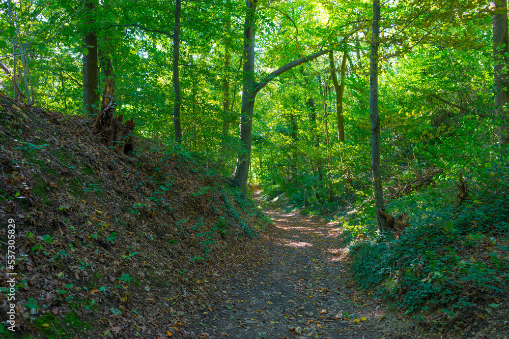 Colorful foliage and leaves of trees in a forest in bright sunlight in autumn, Voeren, Limburg, Belgium, October, 2022