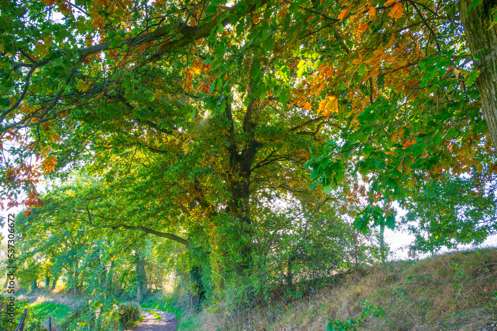 Fields and trees in a green hilly grassy landscape under a blue sky in sunlight in autumn, Voeren, Limburg, Belgium, October, 2022