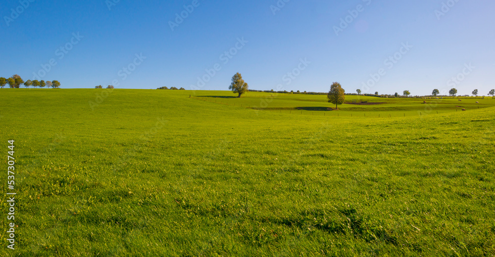 Fields and trees in a green hilly grassy landscape under a blue sky in sunlight in autumn, Voeren, Limburg, Belgium, October, 2022