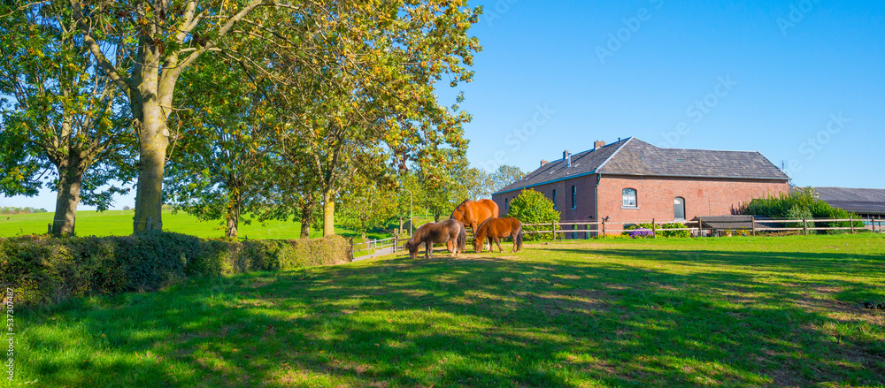 Horse in a green meadow under a blue sky at sunrise in autumn, Voeren, Limburg, Belgium, October, 2022