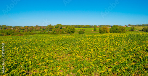 Fields and vegetables in a green hilly grassy landscape under a blue sky in sunlight in autumn, Voeren, Limburg, Belgium, October, 2022