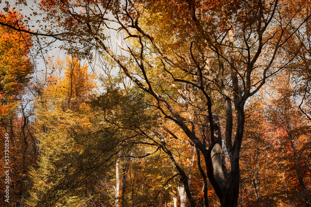 colorful leaves on autumn tree in the woods