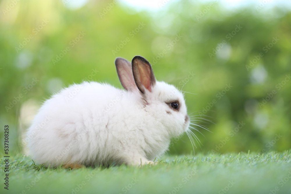 Cute little rabbit on green grass with natural bokeh as background during spring. Young adorable bunny playing in garden. Lovrely pet at park Cute little rabbit on green grass with natural bokeh as background during spring. Young adorable bunny playing in garden. Lovrely pet at park