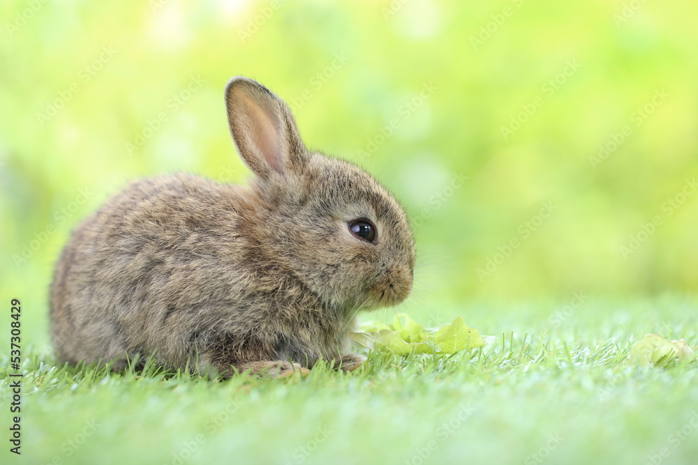 Cute little rabbit on green grass with natural bokeh as background during spring. Young adorable bunny playing in garden. Lovrely pet at park Cute little rabbit on green grass with natural bokeh as background during spring. Young adorable bunny playing in garden. Lovrely pet at park