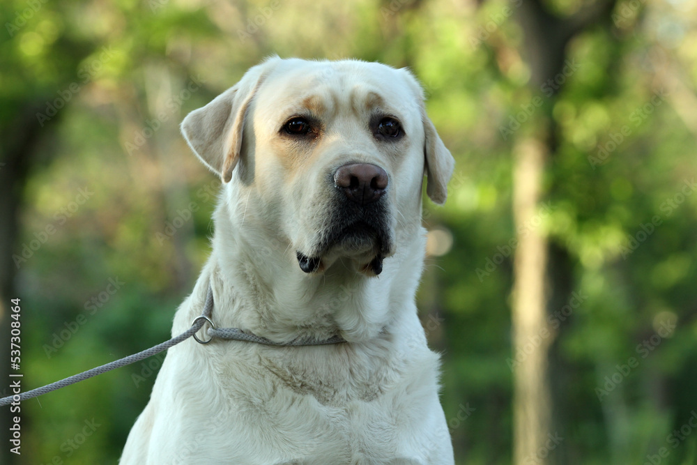the sweet nice yellow labrador retriever in summer close up