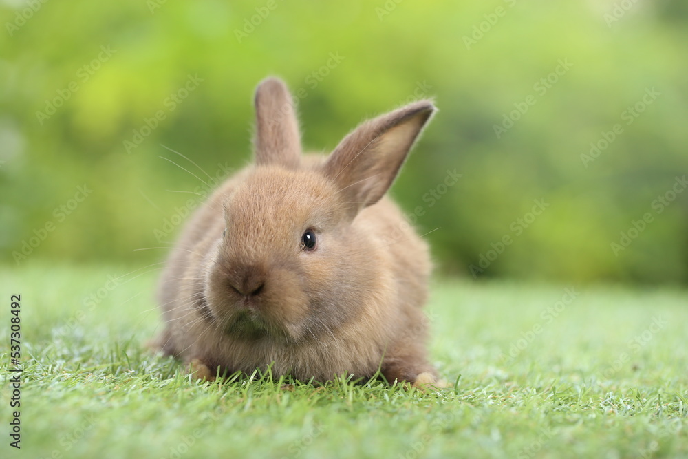 Cute little rabbit on green grass with natural bokeh as background during spring. Young adorable bunny playing in garden. Lovrely pet at park Cute little rabbit on green grass with natural bokeh as background during spring. Young adorable bunny playing in garden. Lovrely pet at park