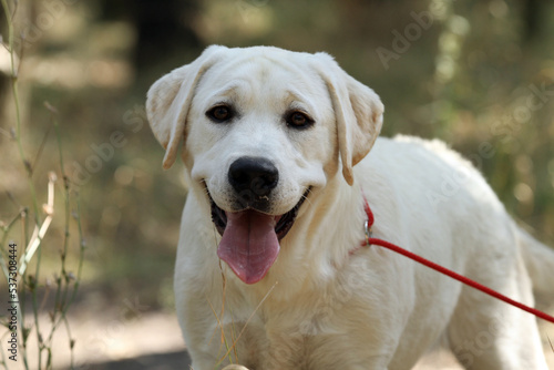 yellow labrador puppy in summer close up