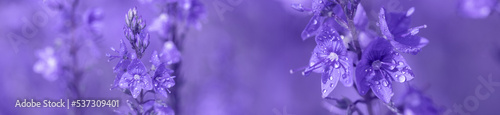 Panorama Veronica flowers in raindrops.