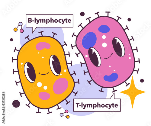 T and B types of lymphocytes. Human adaptive immune system.