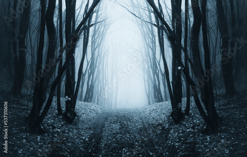 foggy road in dark fantasy woods