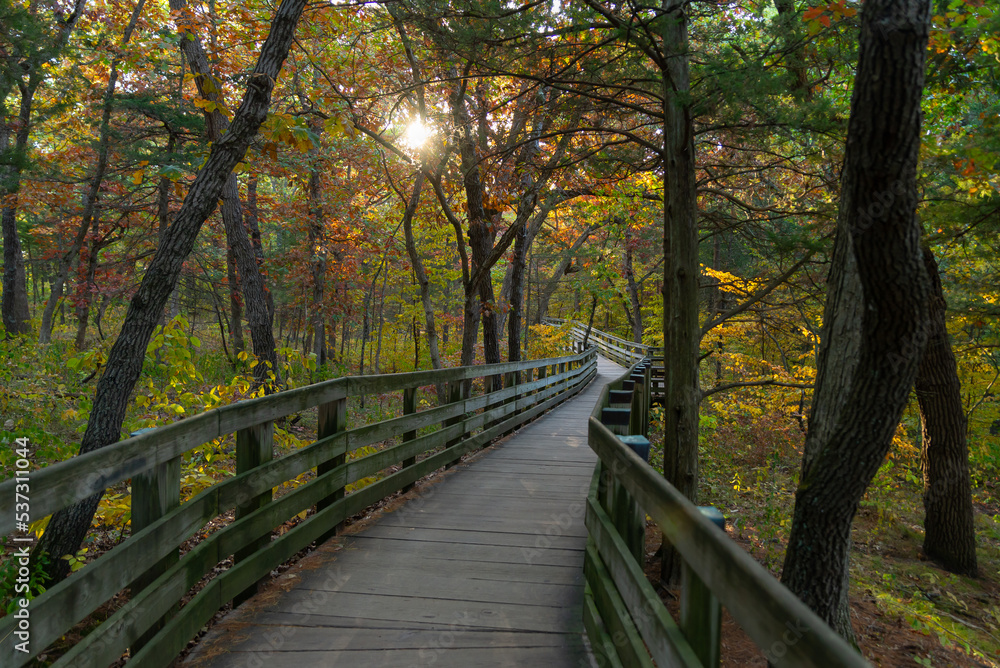 Wooden walkway through the park. Wooden walkway through the park.