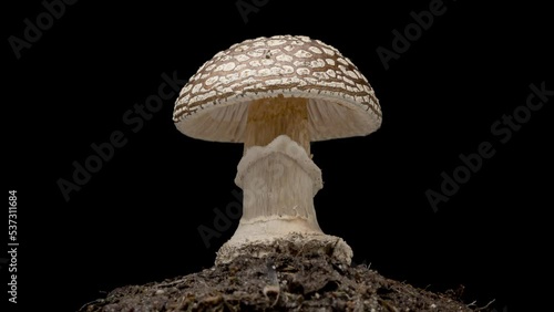 Time Lapse of brown Fly Agaric Amanita muscaria Mushroom toadstool growing on black background. Poisonous fungus with its brown cap grows in autumn forest - time-lapse, close-up. photo