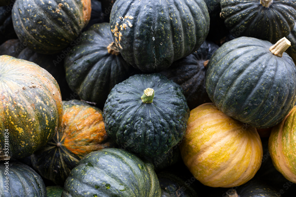 Background from decorative mini pumpkins. Top view, flat lay Background from decorative mini pumpkins. Top view, flat lay