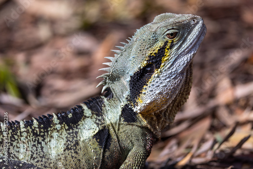 Portrait of an Australian water dragon (Intellagama lesueurii) © serge