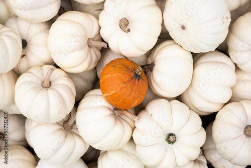 Lots of decorative white mini pumpkins and one orange one. Top view  flat lay