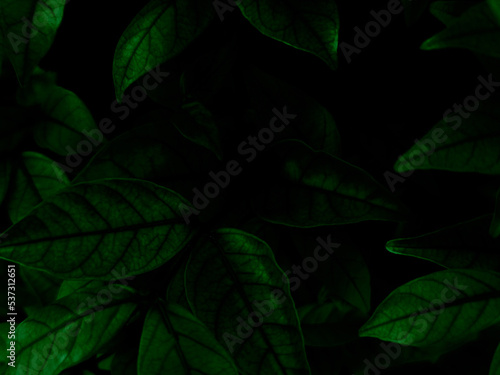 Beautiful abstract green flowers on dark background, yellow flower frame, green leaves texture, green background, dark theme, green leaves texture, flowers for Christmas and Valentine celebrations