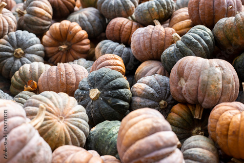 Background of many decorative mini pumpkins. Top view, flat lay