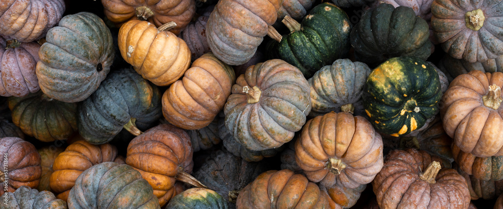 Background from decorative mini pumpkins. Top view, flat lay. Banner