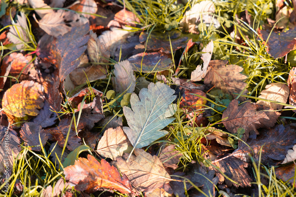 Autumn landscape. Autumn fallen leaves on the grass. Autumn landscape. Autumn fallen leaves on the grass.