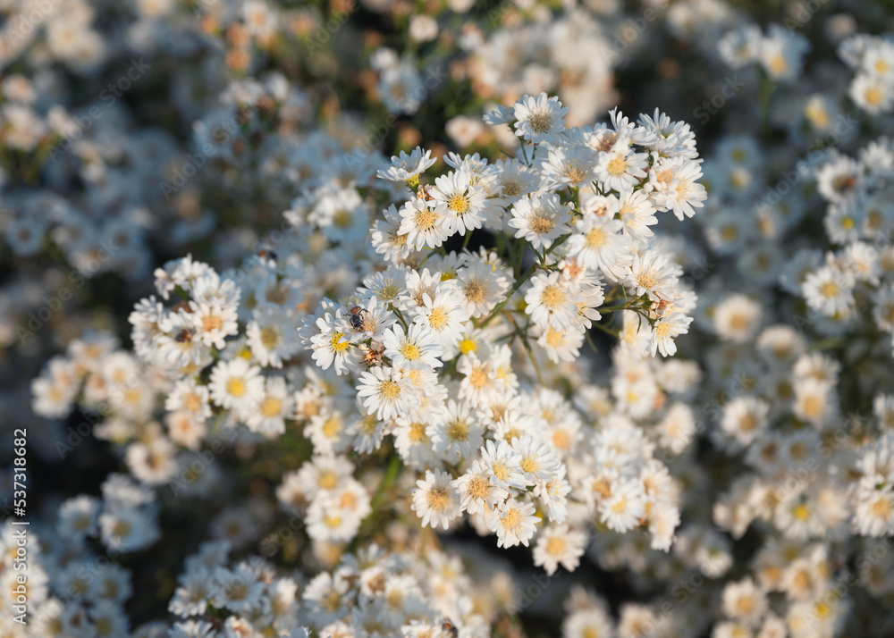 White aster flower blooming in the garden White aster flower blooming in the garden