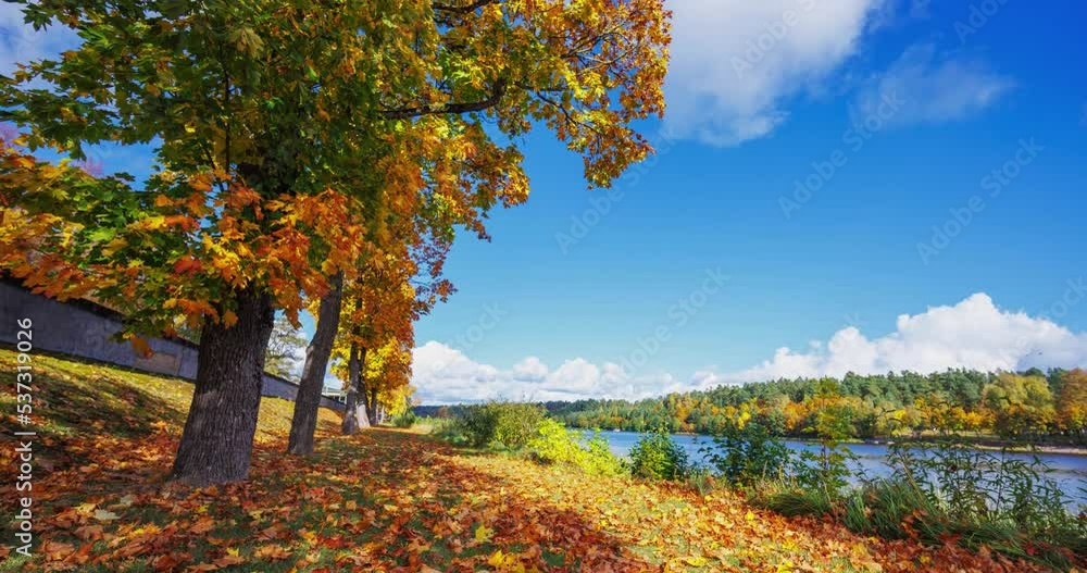 Colorful trees in the park, yellow trees in Birstonas resort, Lithuania Colorful trees in the park, yellow trees in Birstonas resort, Lithuania