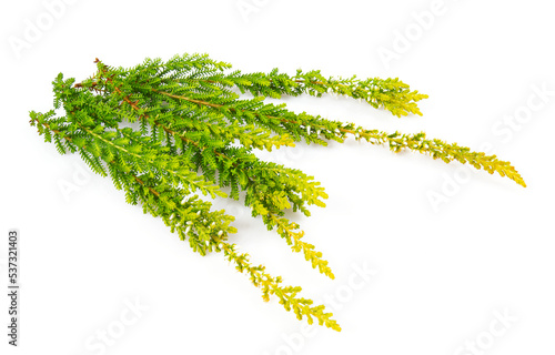 Blooming colorful heather flowers (calluna vulgaris L.) isolated on white background.