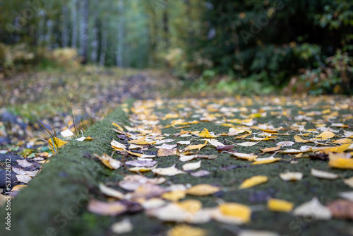 autumn leaves on the disc golf teepad photo