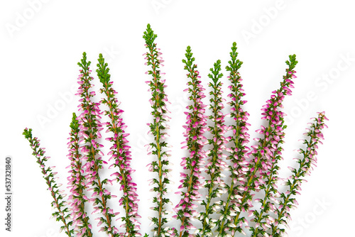 Blooming colorful heather flowers (calluna vulgaris L.) isolated on white background.