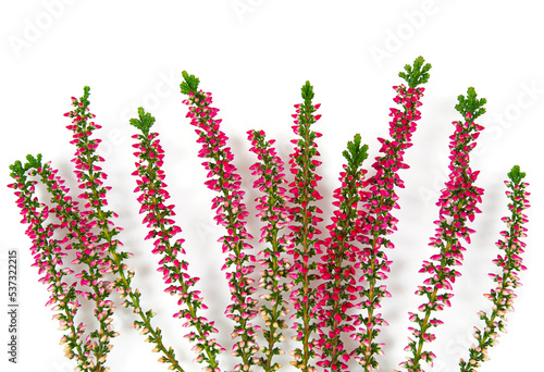 Blooming colorful heather flowers (calluna vulgaris L.) isolated on white background.