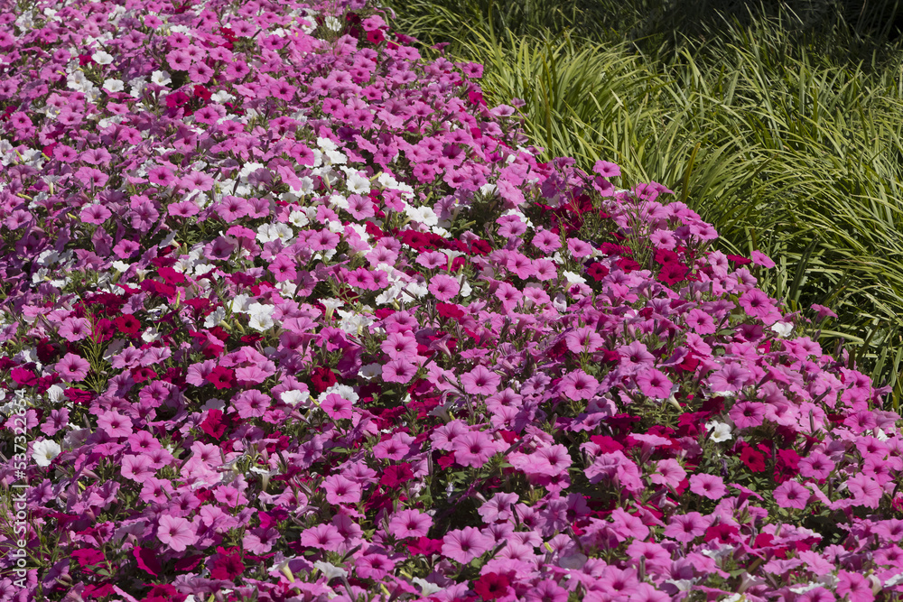 Massif de pétunias mauve et blanc Massif de pétunias mauve et blanc