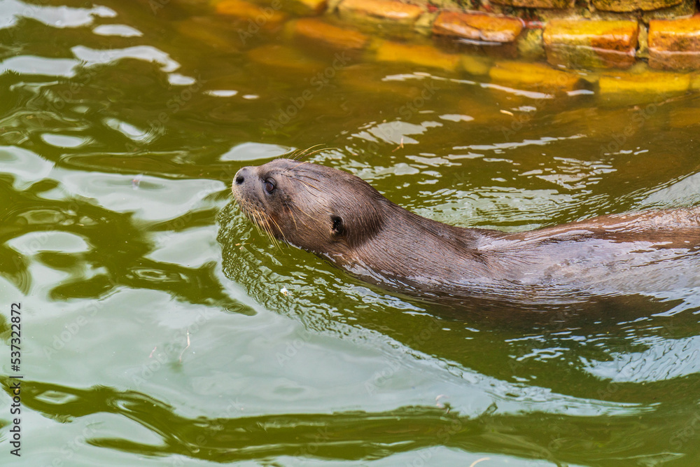 Naklejka premium Giant otter swimming