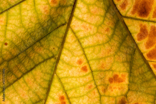 autumn leaf veins