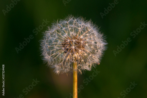 dandelion seedhead against dark background